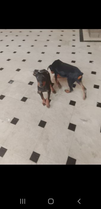 Добермана нар ва мода