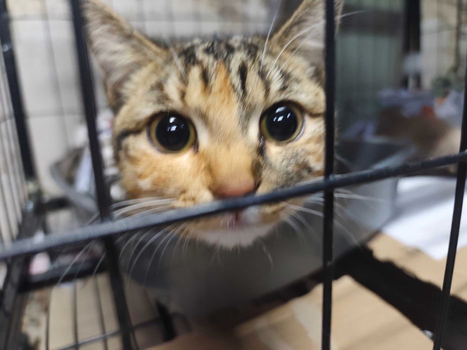 Молодая кошечка ищет дом
