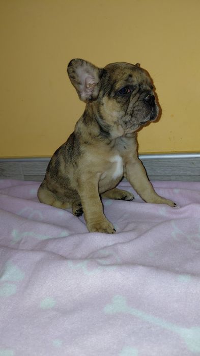 Френски булдог-булдочета