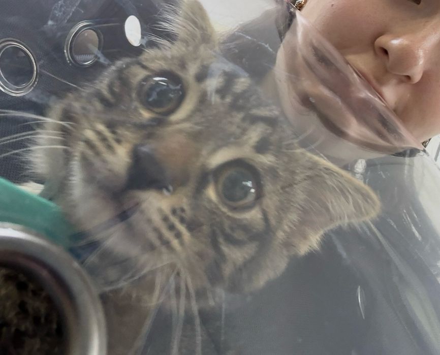 Отдам котенка в хорошие руки
