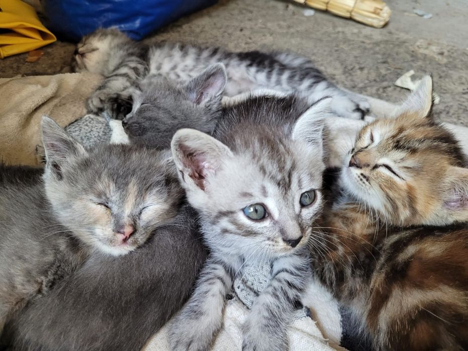 Котята от элитной кошки