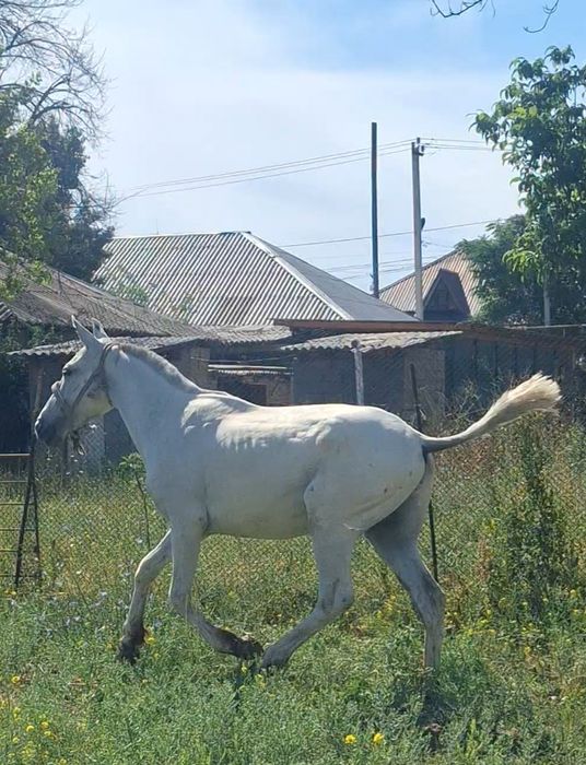 Жуас міңгі боз тай