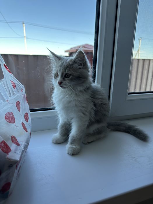 Котенок мальчик по имени Лео
