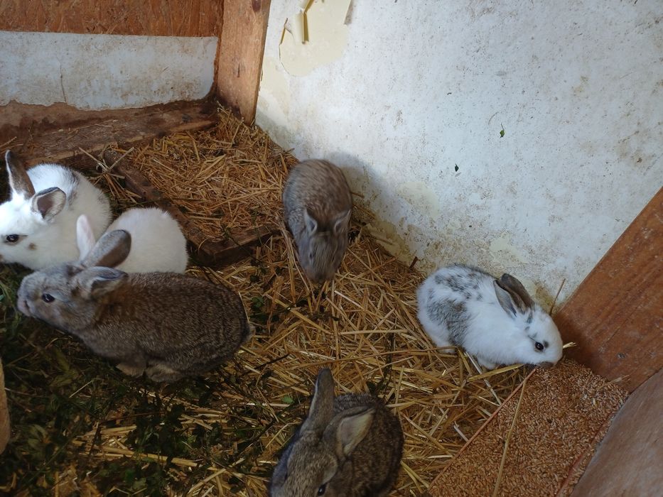 Vand iepuri de o luna