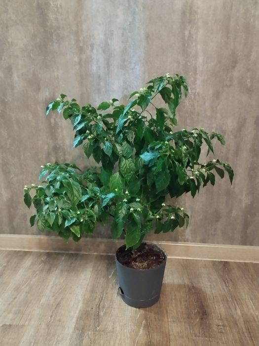 Растение Острый перец хабанеро.