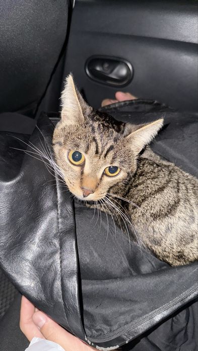 Воспитанные милая кошка