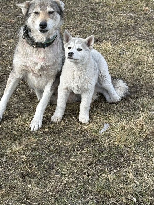 Щенок помесь хаски-лайка (сучка)