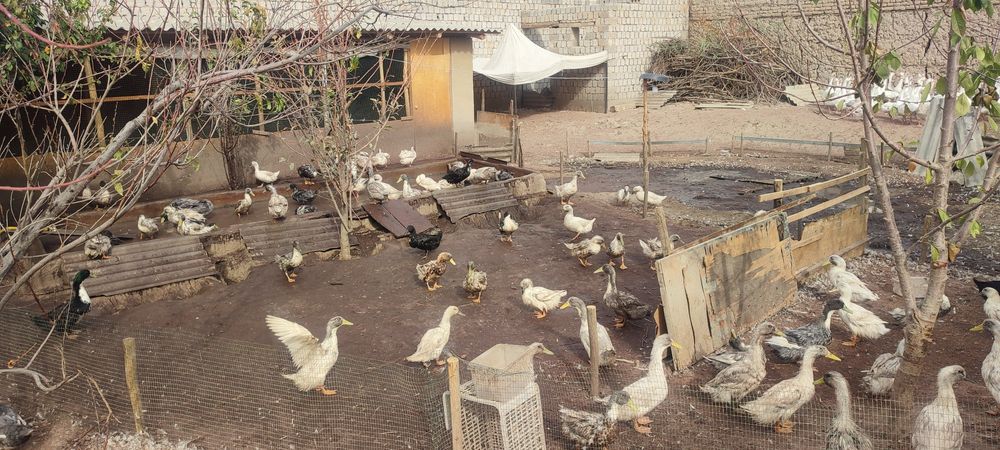 Фоварит О'рдаклар