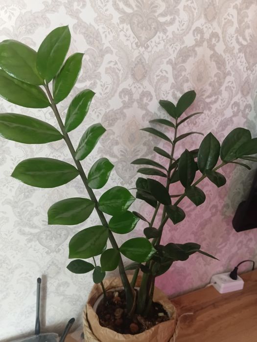 Замиокулькас («долларовое дерево»)