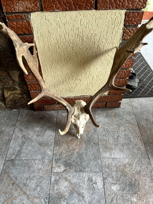 Trofeu coarne Cerb