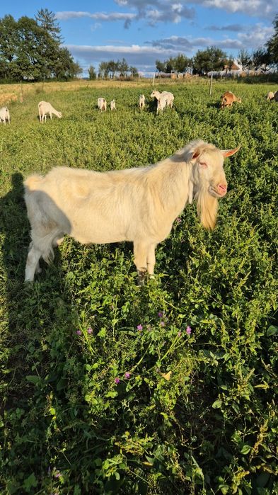 Țap Saanen – fără coarne, 3 ani, reproducător
