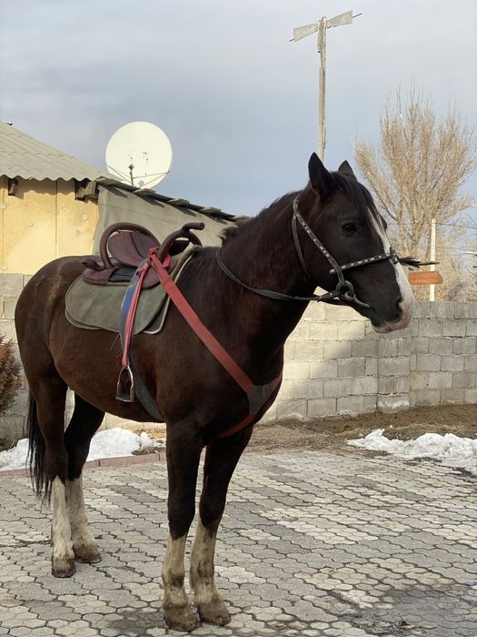 Айғыр сатылады