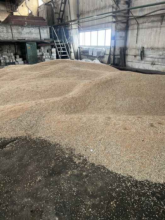 Пшеница ячмень в мешках и росыпь