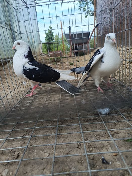 Porumbei ornamentali și jucători