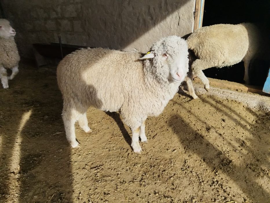 Токты,Кой,Бараны,овцы