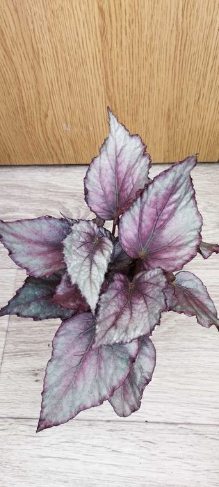 Стайни цветя за продажба!