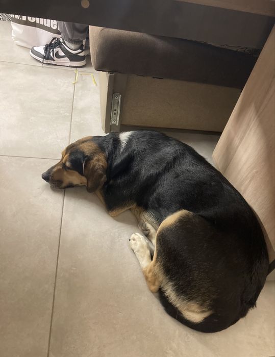 СПЕШНО - куче в нужда от дом