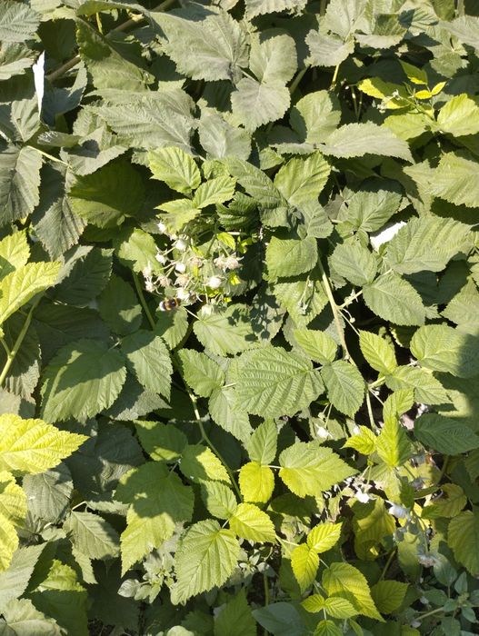 Малина 500 до поздней осени