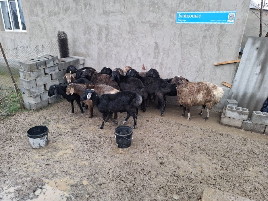 Қошқарлар сатылады семіз