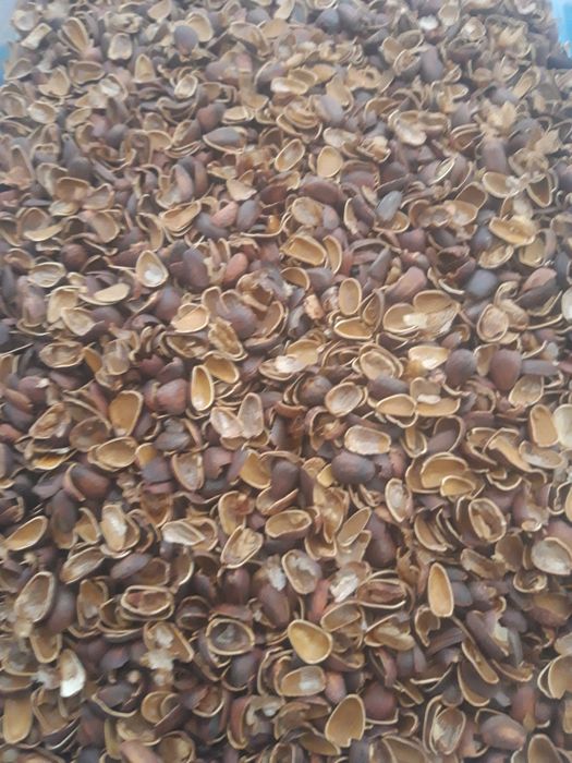 Скорлупа кедрового ореха