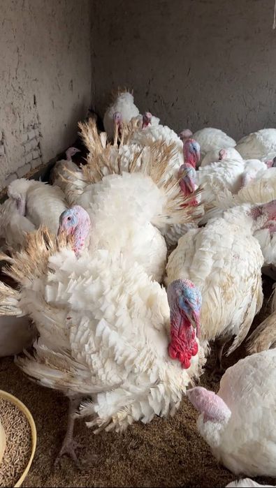 Kurka Parranda goʻsht