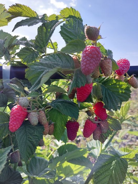 Продавам расат ягоди и малини
