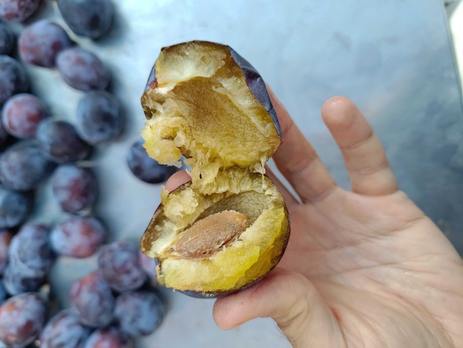 Prune de masa si gem, ofer seriozitate maxima
