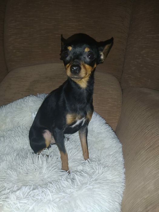 Вязка русский той терьер