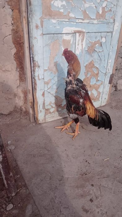 Дакан бойцовый петух