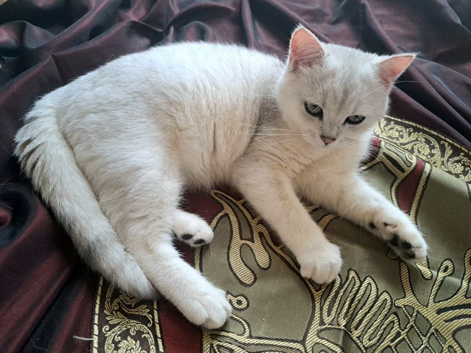 Шотландско котенце