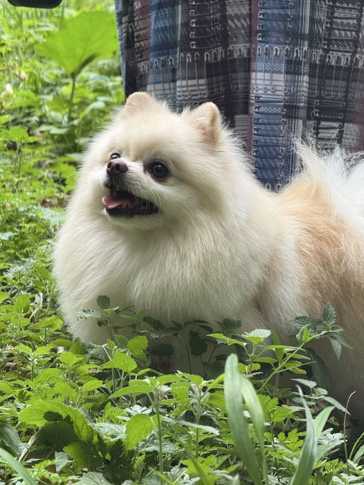 Вязка щпиц померанец
