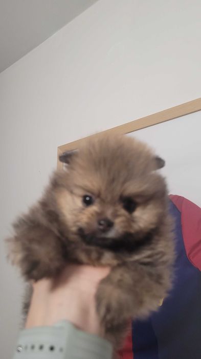 Померанчета на 2 месеца