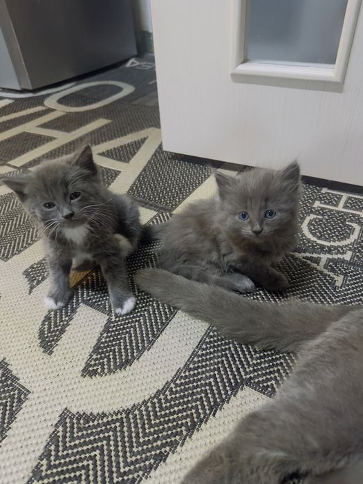 Отдам красивых шустрых котят