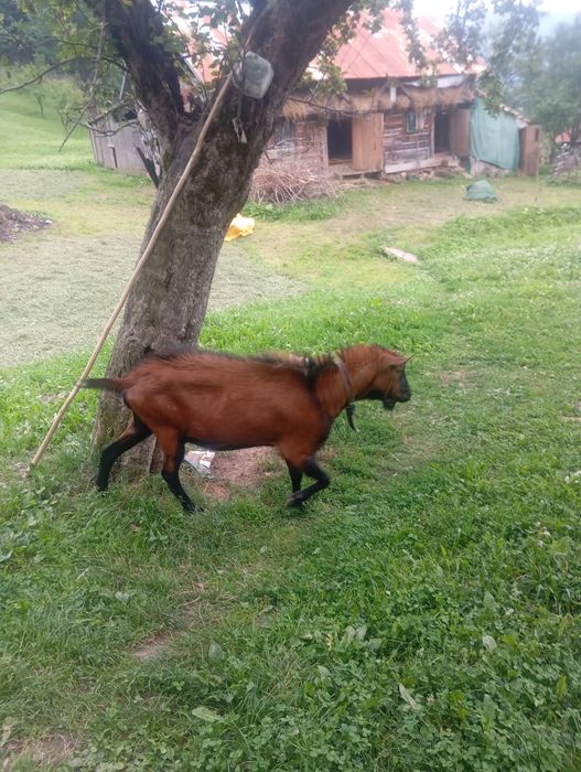De vânzare, țap de rasă!