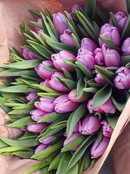 Тюльпаны только оптом