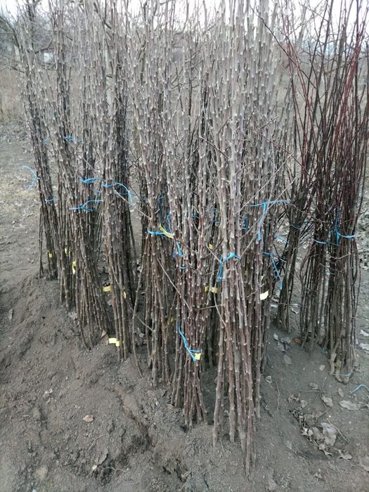 Vand butasi mur soiurile thornfree,navaho,chester,black satin,etc si d