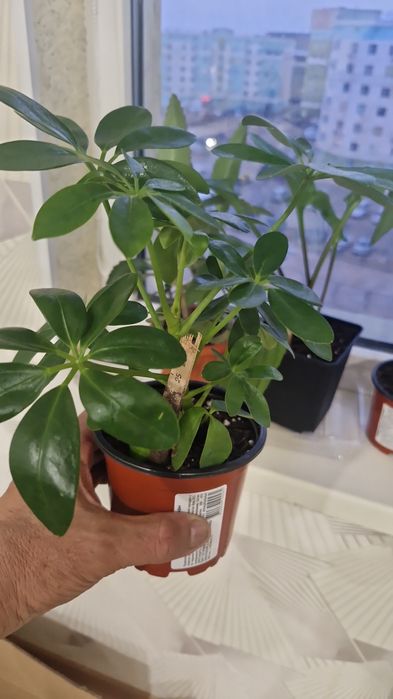 Домашние цваты дешевле