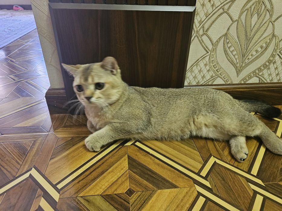 Пара 9 месяцев британский шиншилла