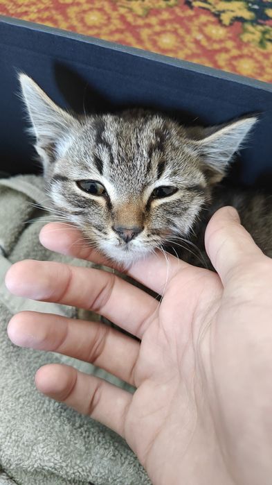 Отдам котенка мальчика в добрые руки