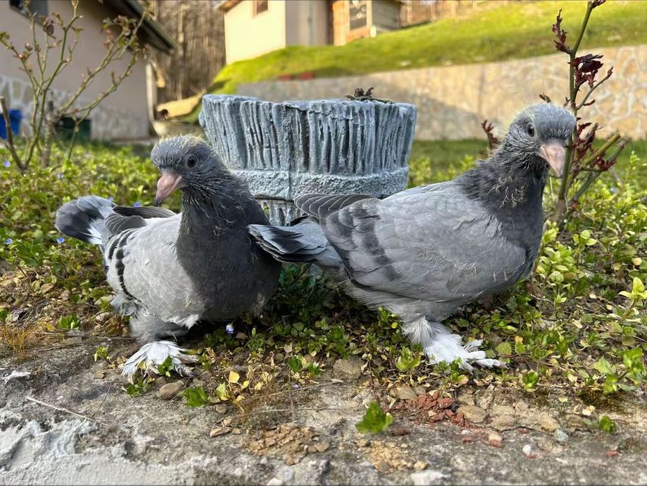 Мардини на Игра и Пощенски