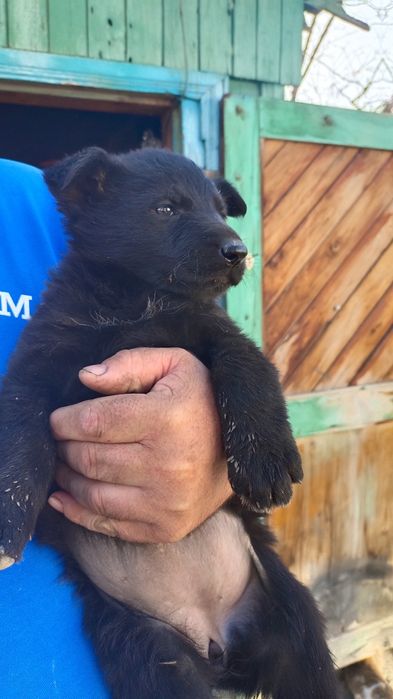 Щенки немецкой овчарки