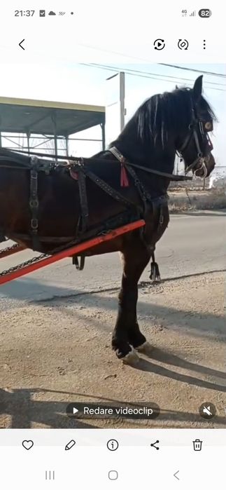 Iapă metis de Frizian