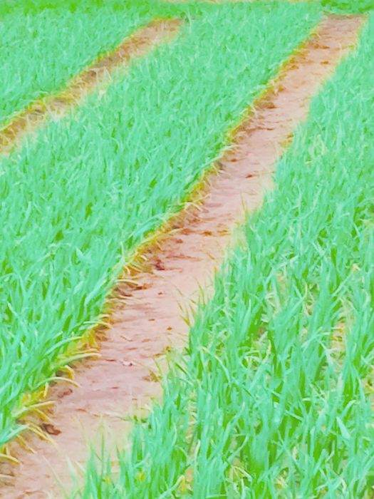 Usturoi verde pentruPaste