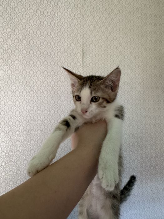 Отдам в заботлтвые руки