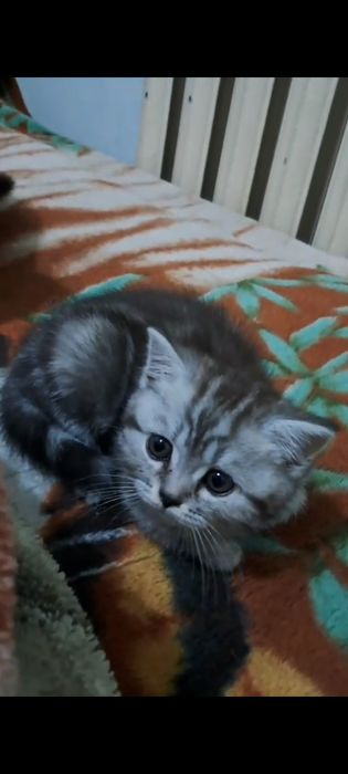 Котенок Скоттиш страйт