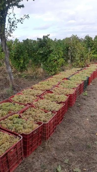 Vând struguri de vin din via familiei. Garantăm calitatea și prospețimea lor, fără stricăciuni, ideali pentru un must gustos și un vin de calitate!