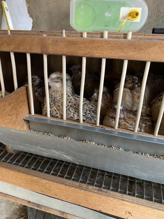 Молодые перепелки несушки