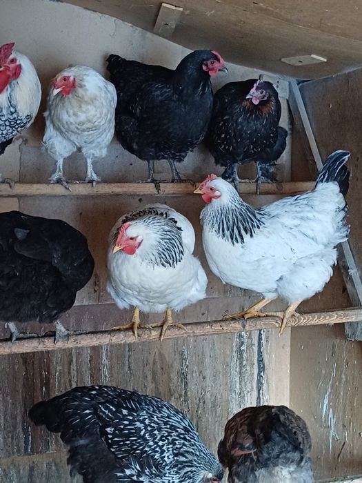 Продам курей домашних