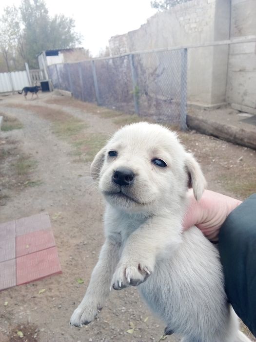 Отдам в добрые руки