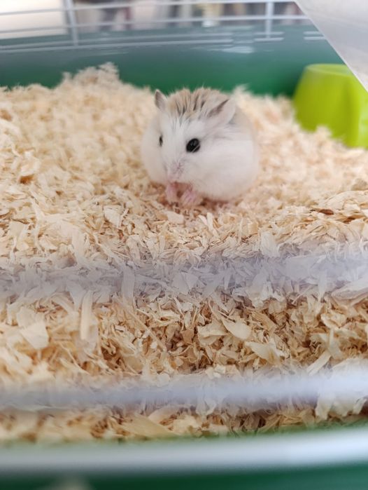 Donez hamsteri .